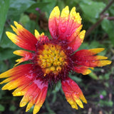 Fresh Cut Flowers : It must be the Farm